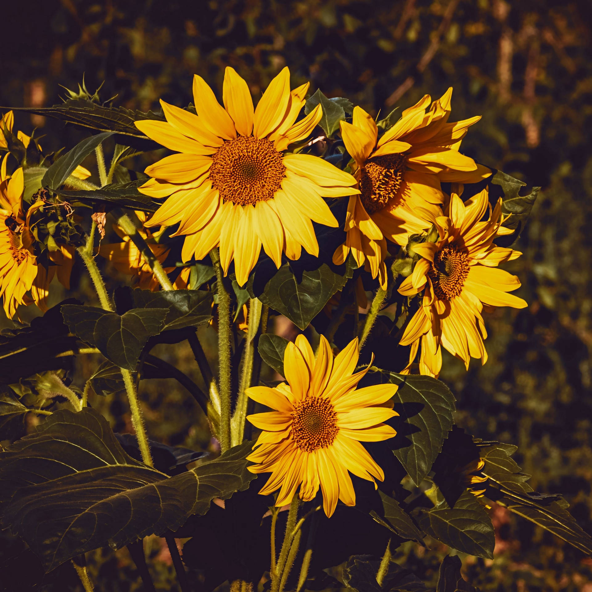 Aesthetic Ipad Sunflowers Background