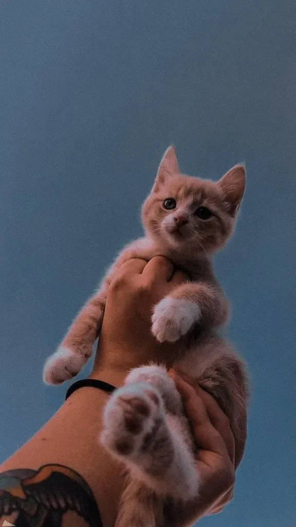 Aesthetic Iphone X Brown Kitten Background