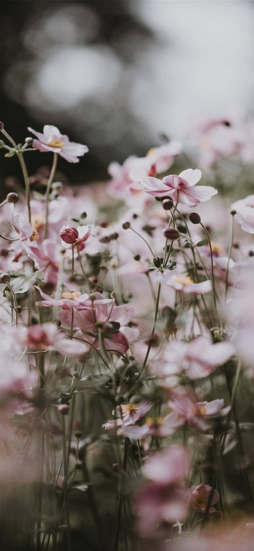 Aesthetic Iphone X Pink Flowers Background