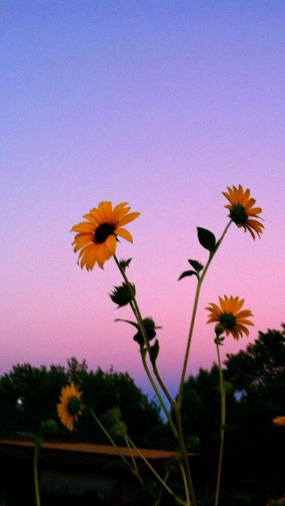 Aesthetic Iphone X Sunflower Sunset Background