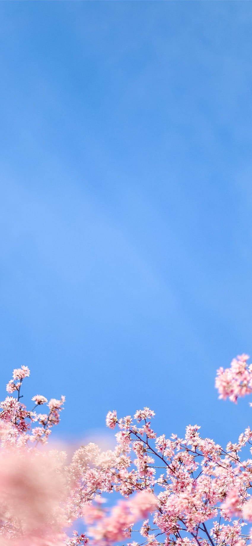 Aesthetic Iphone X White Cherry Blossom Background