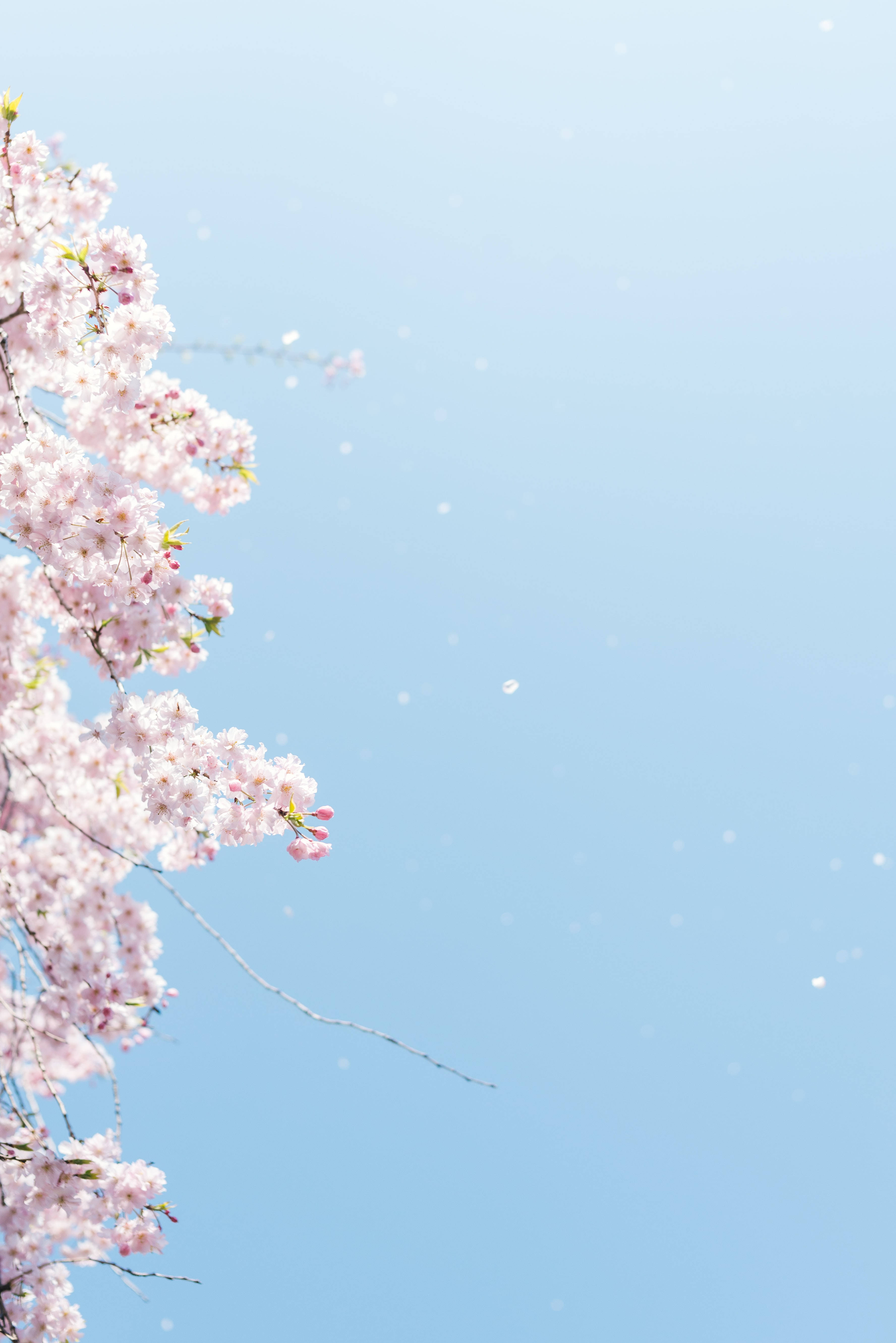 Aesthetic Japanese Hd Cherry Blossoms Background