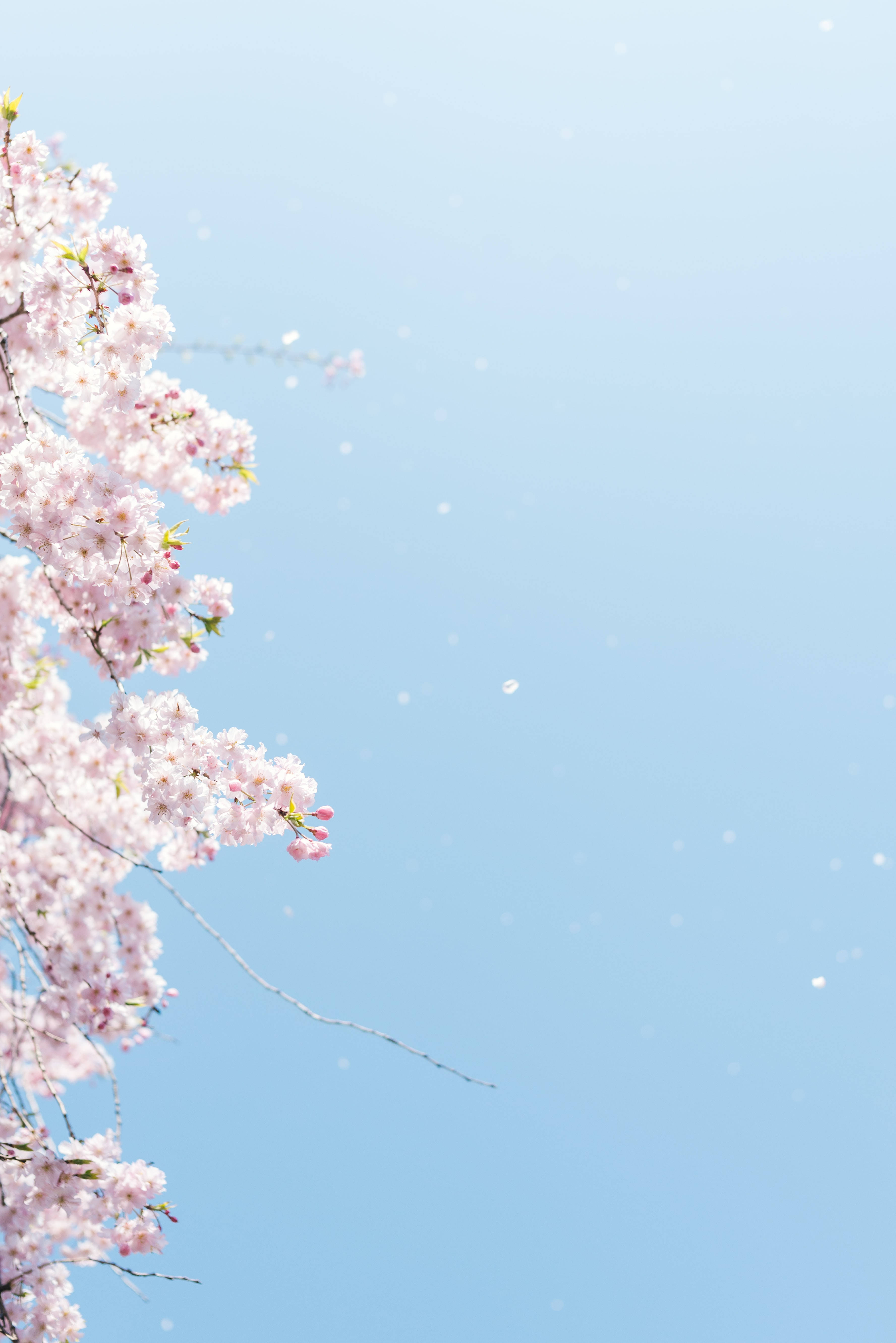 Aesthetic Japanese Hd Cherry Blossoms