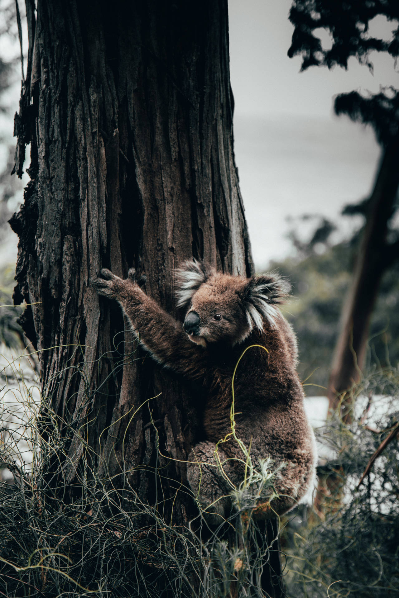 Aesthetic Koala In Tree Background