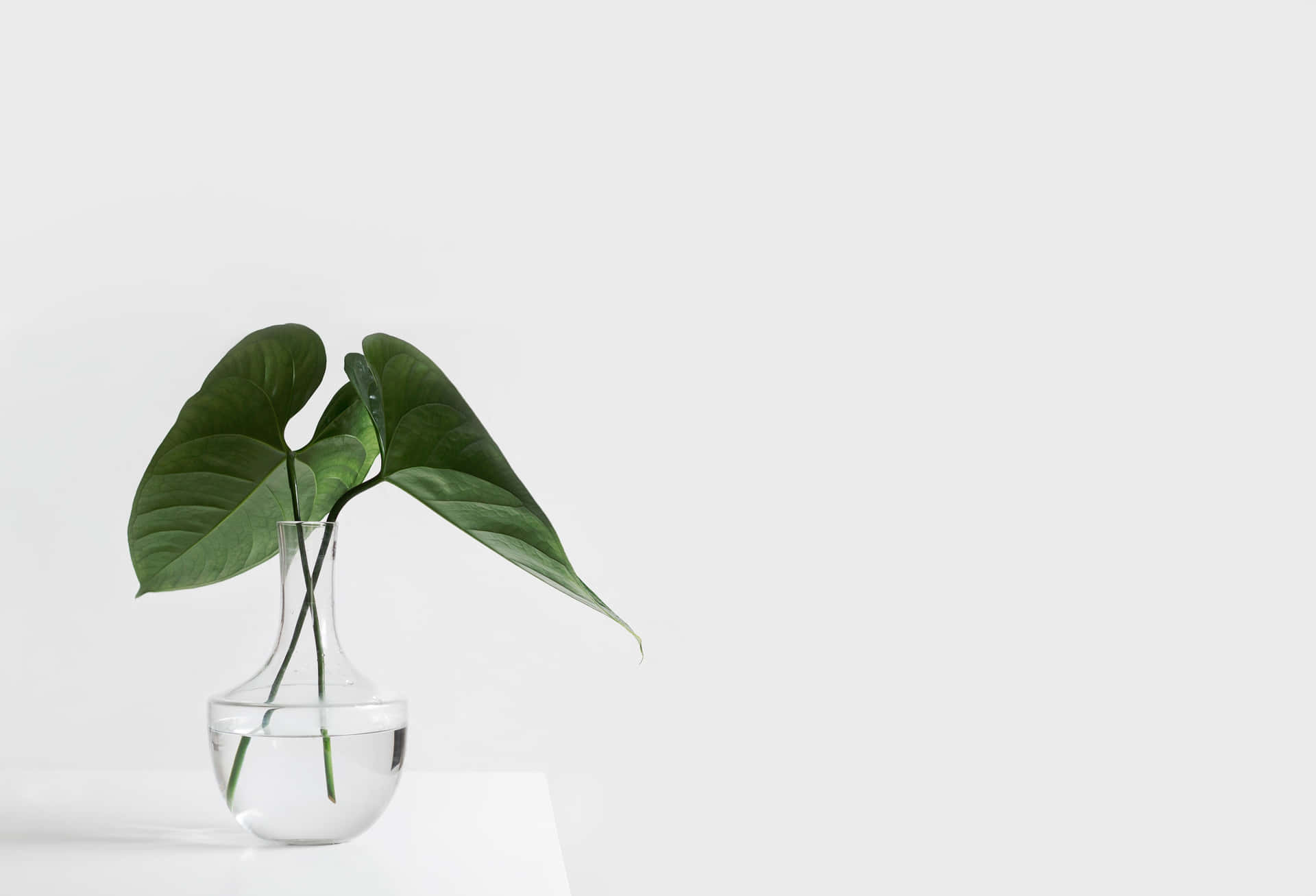 Aesthetic Leaves Minimalist Plant Desktop Background