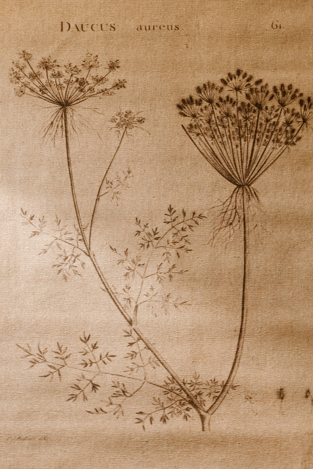 Aesthetic Light Brown Botanical Illustration Background