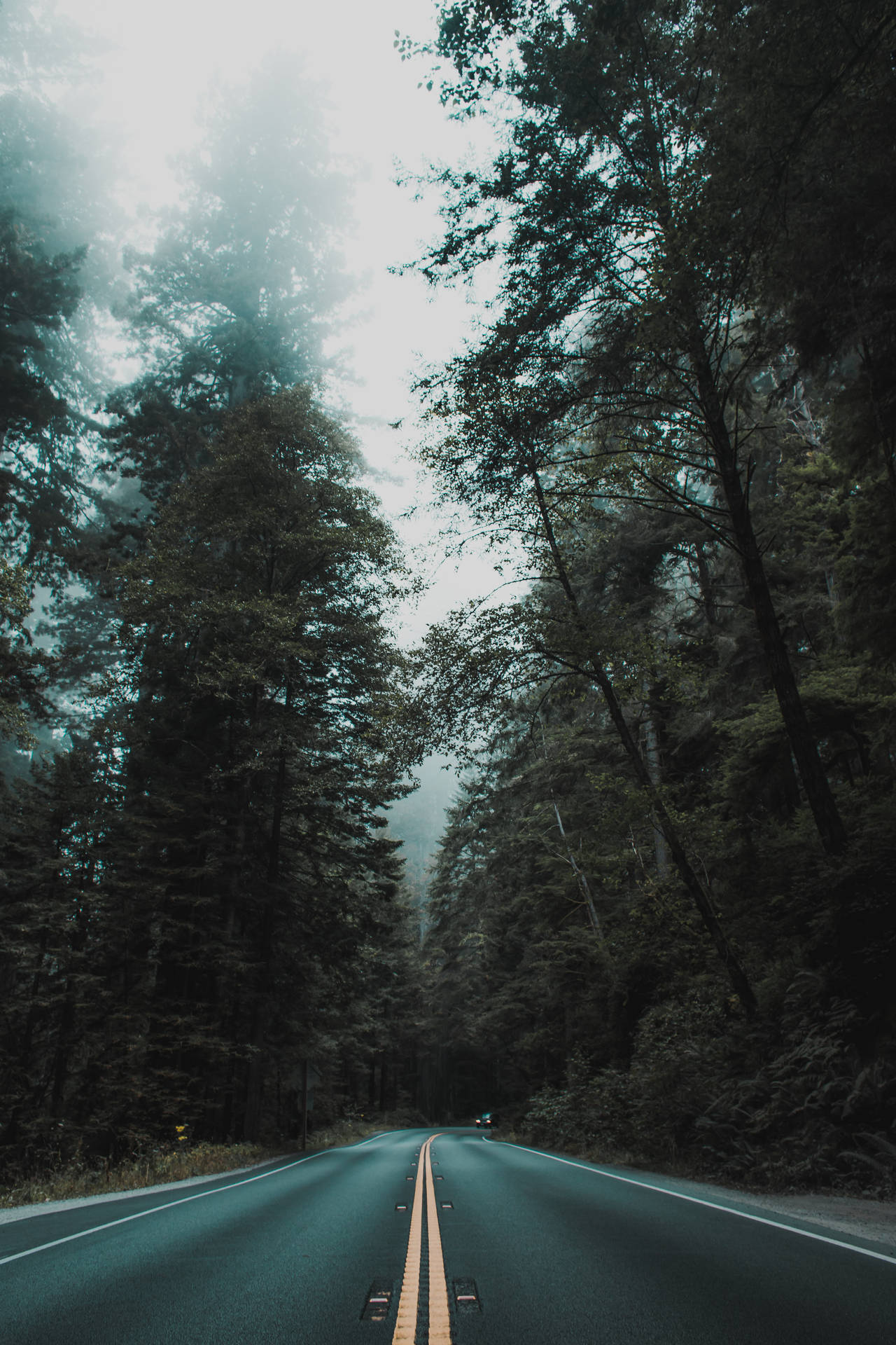 Aesthetic Lonely Mountain Forest Iphone
