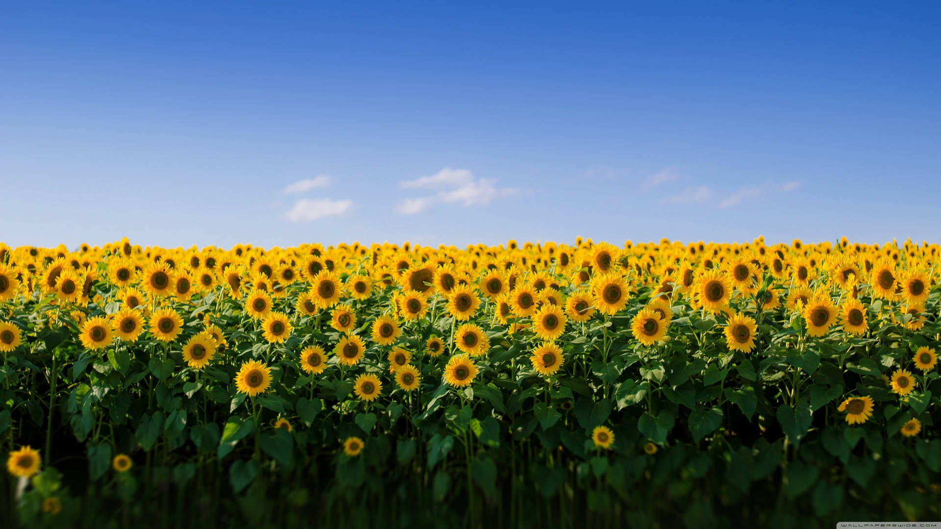 Aesthetic Macbook Sunflower Field Background