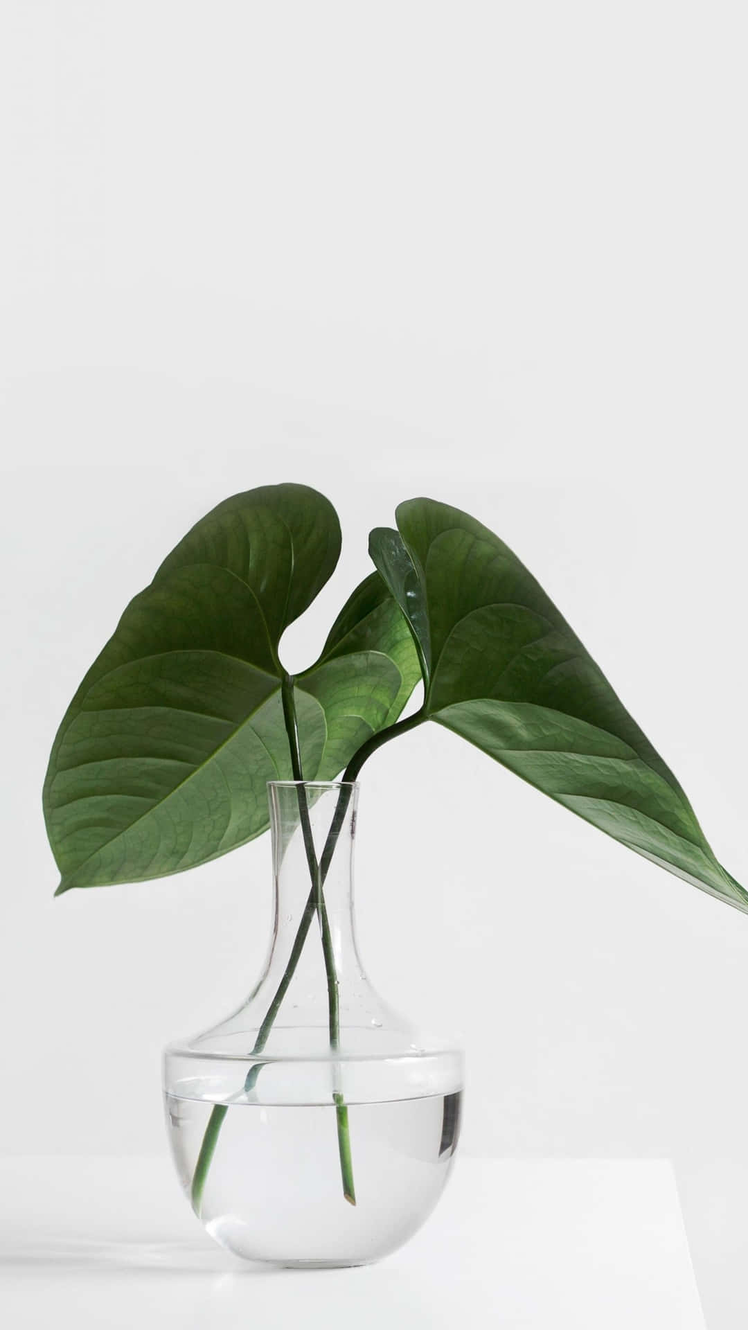 Aesthetic Minimalist Iphone Background