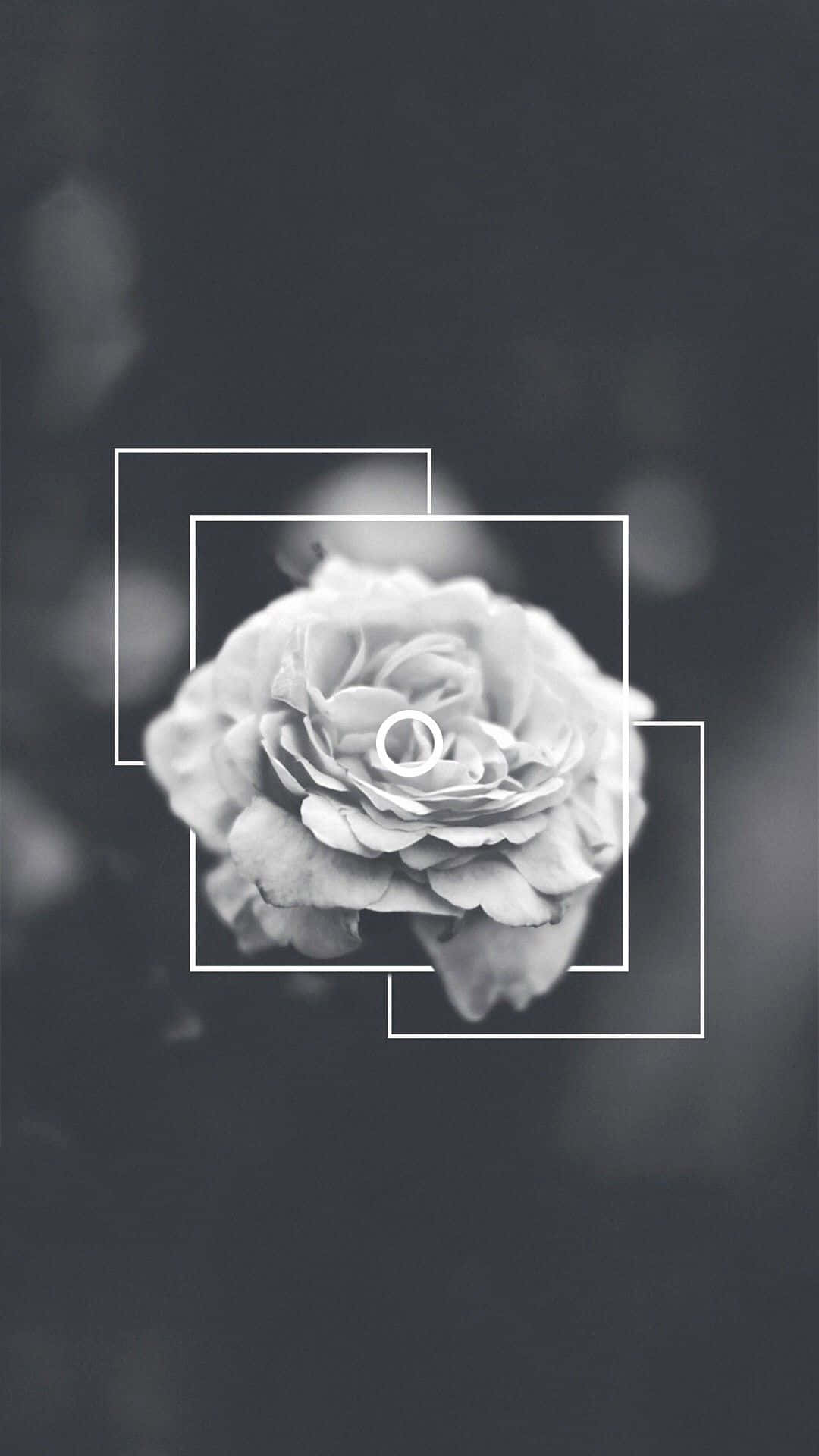 Aesthetic Monochrome Rose Tumblr Photography Iphone Background