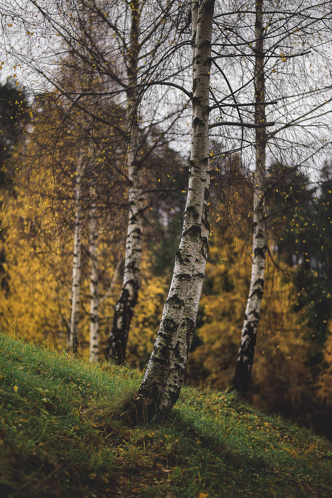 Aesthetic Nature Scenery Birch Tree Background