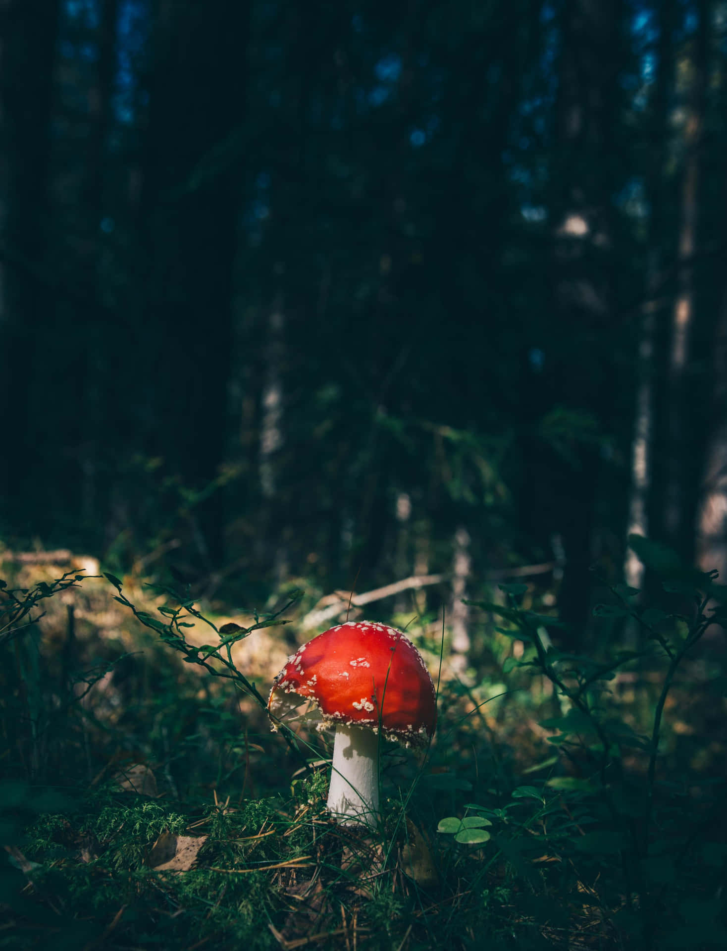 Aesthetic Nature Tumblr Wild Red Mushroom Background