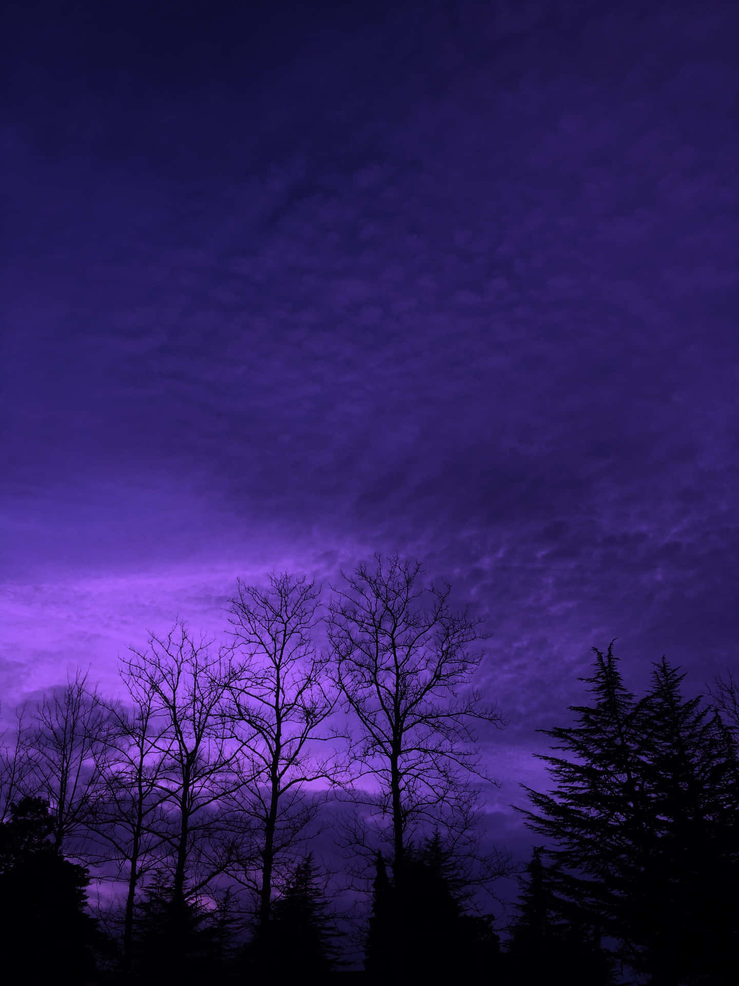 Aesthetic Nature With A Purple Sky Background