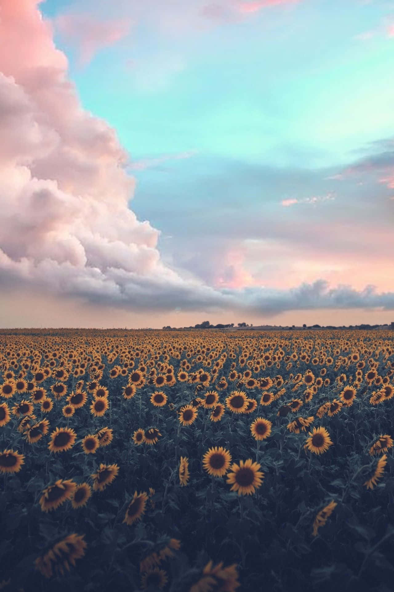 Aesthetic Nature With A Sunflower Field Background