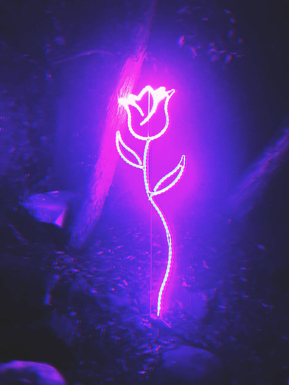 Aesthetic Neon Purple Rose Background
