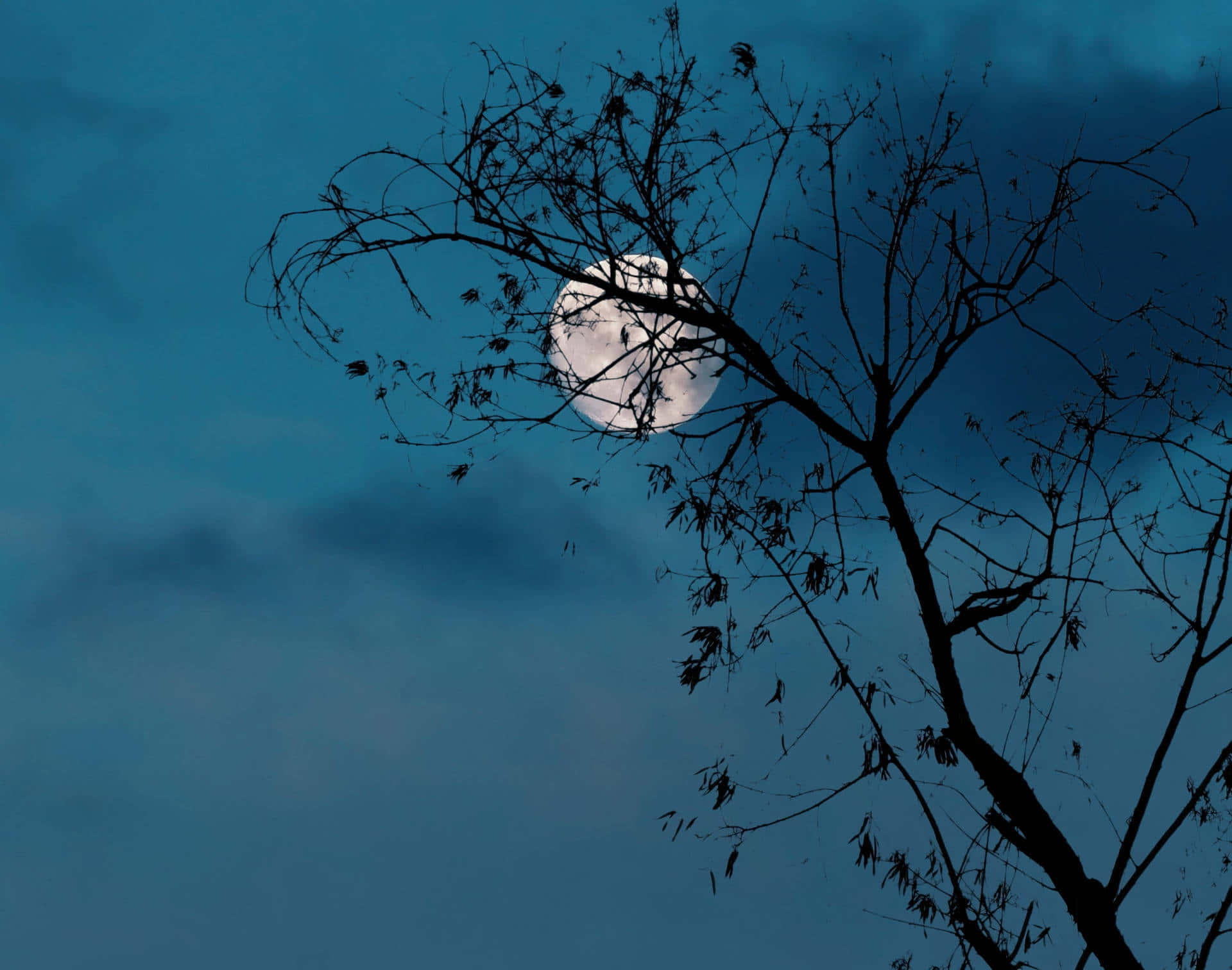 Aesthetic Night Sky With Tree Background