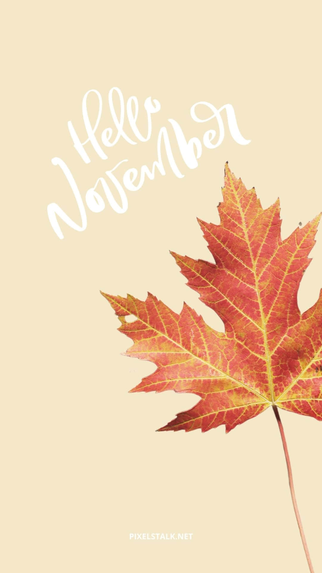 Aesthetic November Maple Background