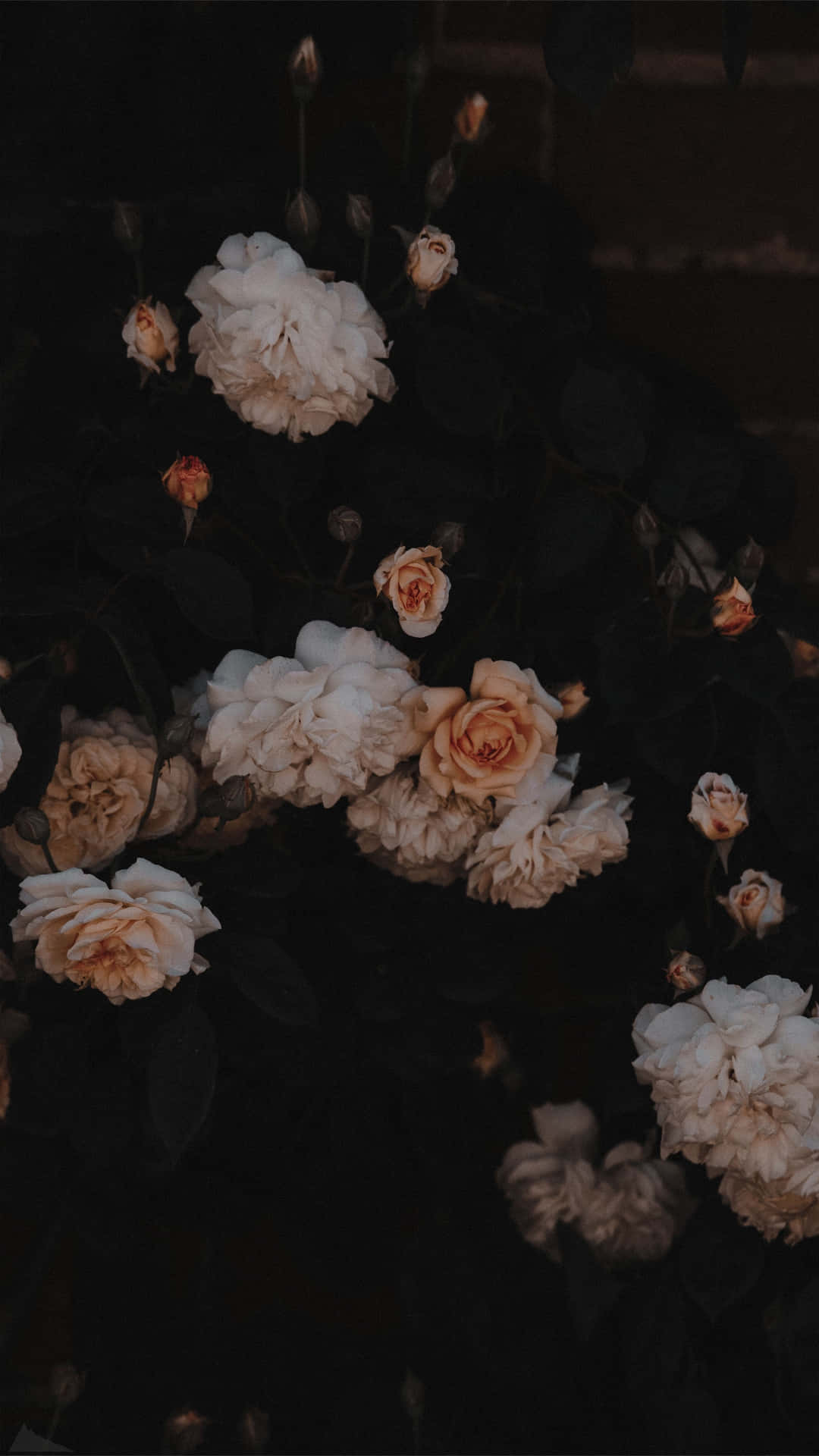 Aesthetic Pale Flowers In Dark Background