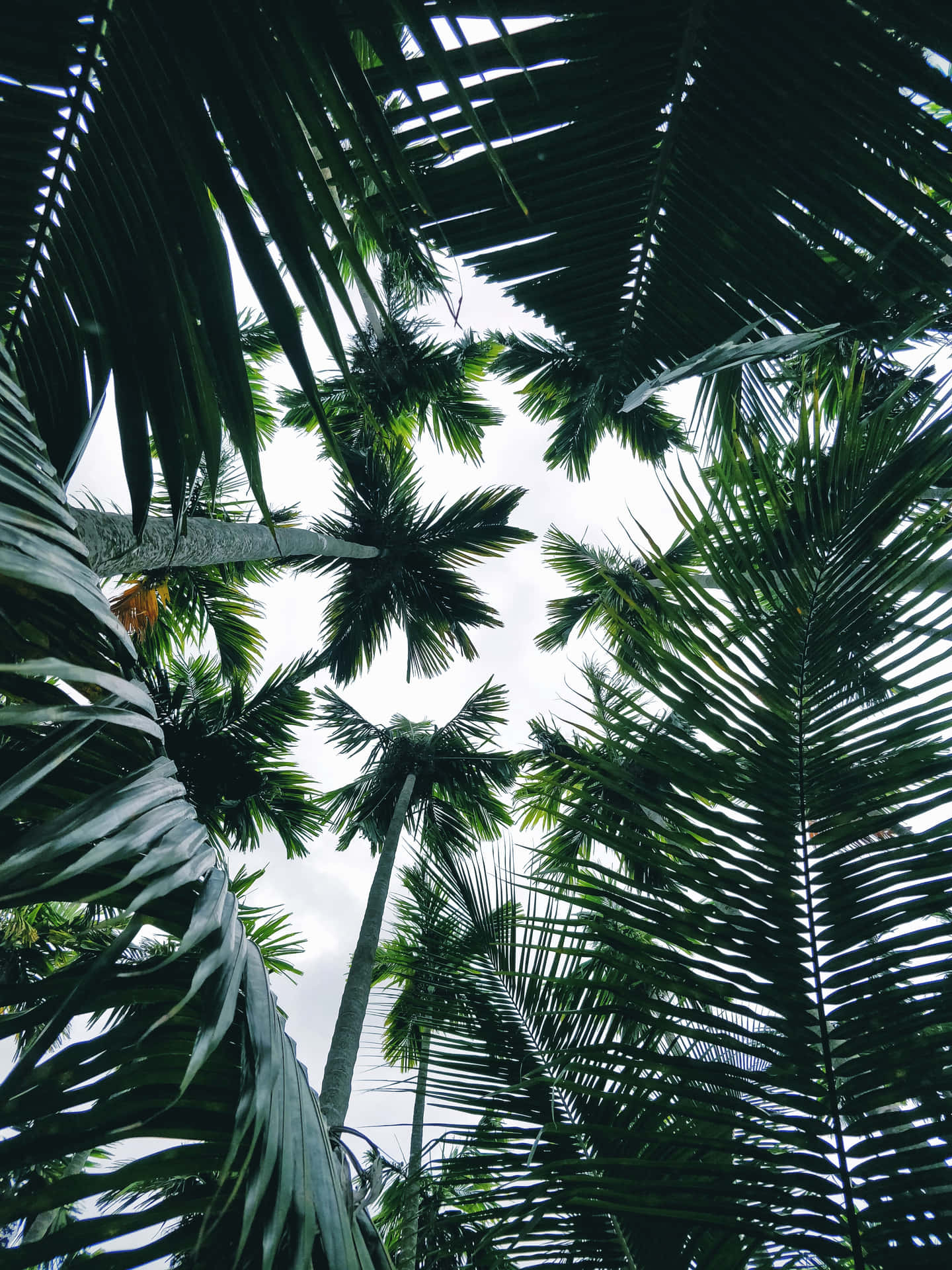 Aesthetic Palm Leaves In Jungle Background