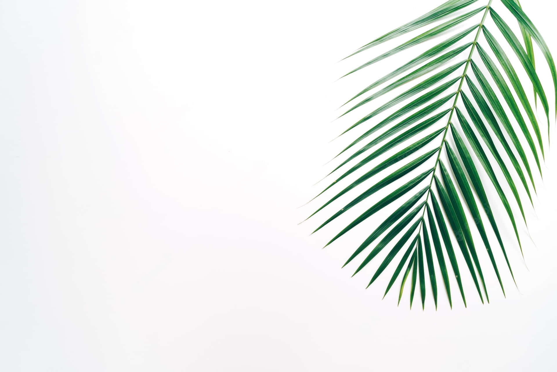 Aesthetic Palm Leaves Minimalist Art Background