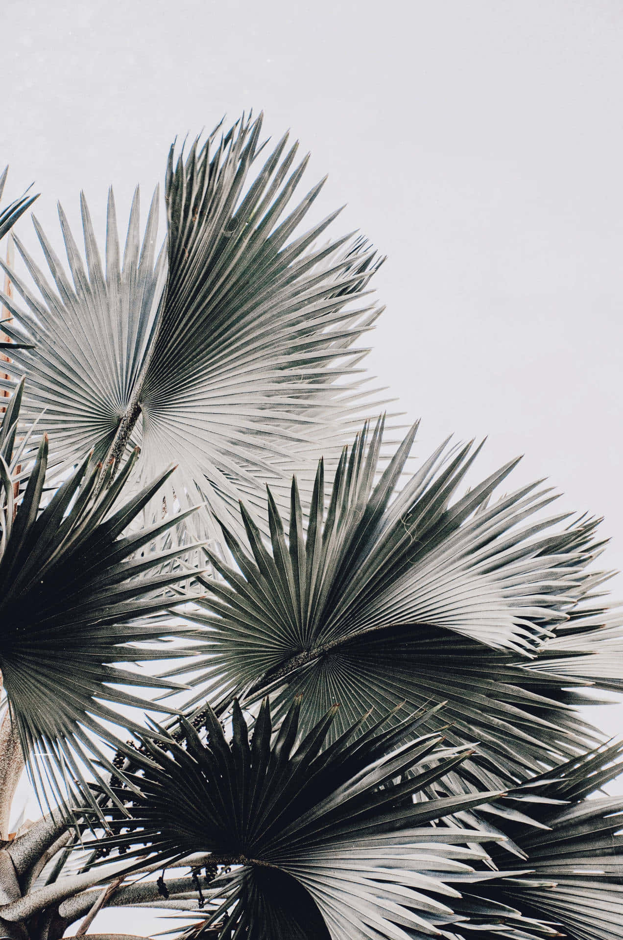 Aesthetic Palm Leaves Plain White Background