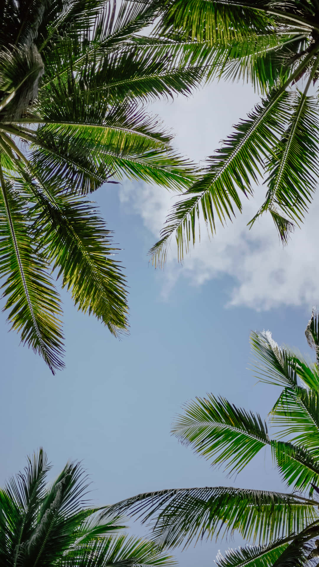 Aesthetic Palm Leaves Under Blue Sky Background