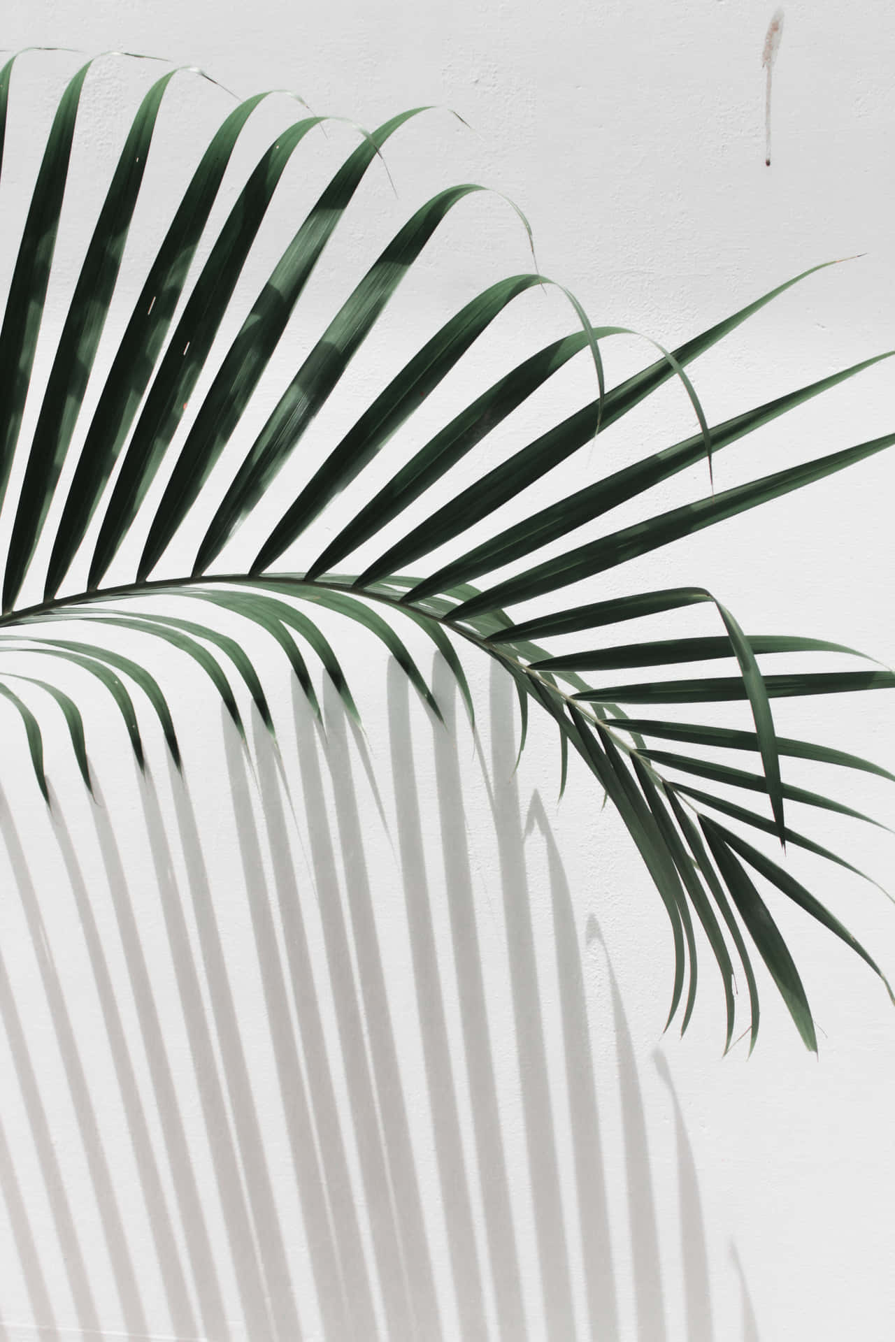 Aesthetic Palm Leaves White Wall Background