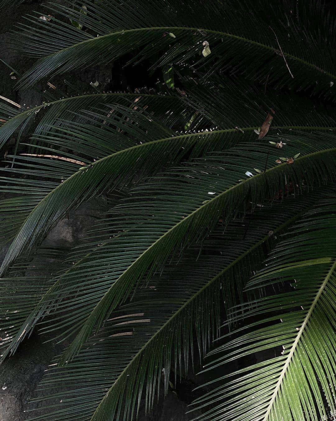 Aesthetic Palm Leaves With Dirt Background