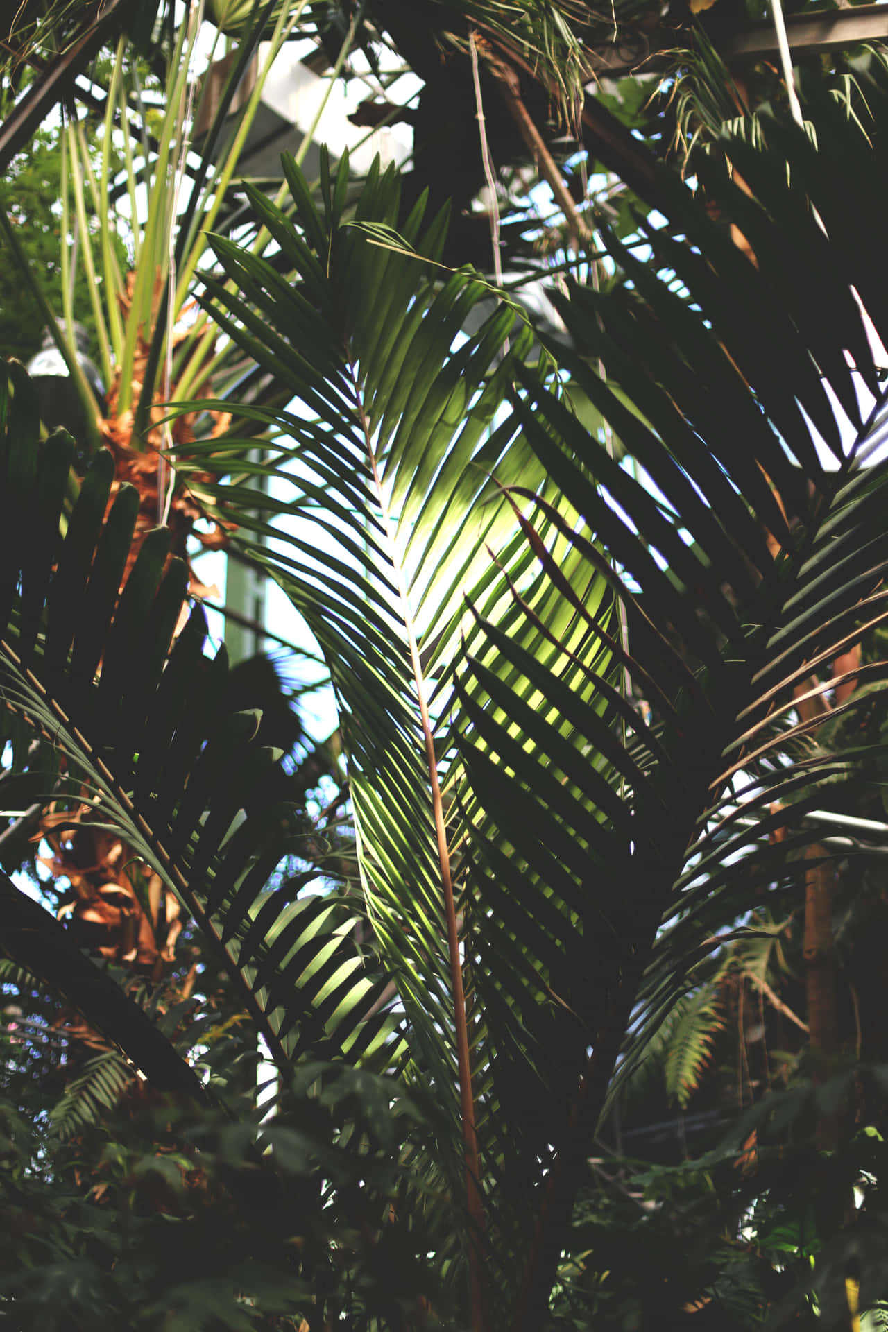 Aesthetic Palm Leaves With Sunlight Background