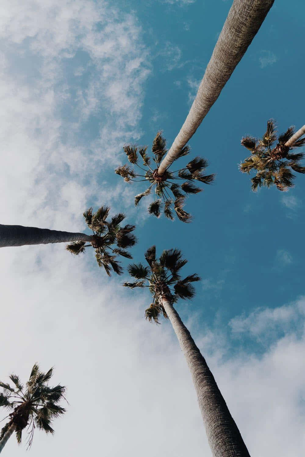 Aesthetic Palm Tree Cloudy Blue Sky Background