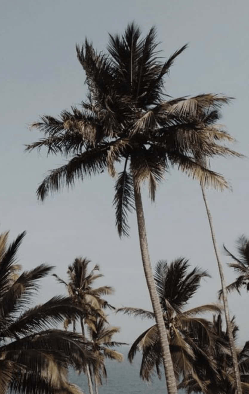 Aesthetic Palm Tree In The Foreground. Background