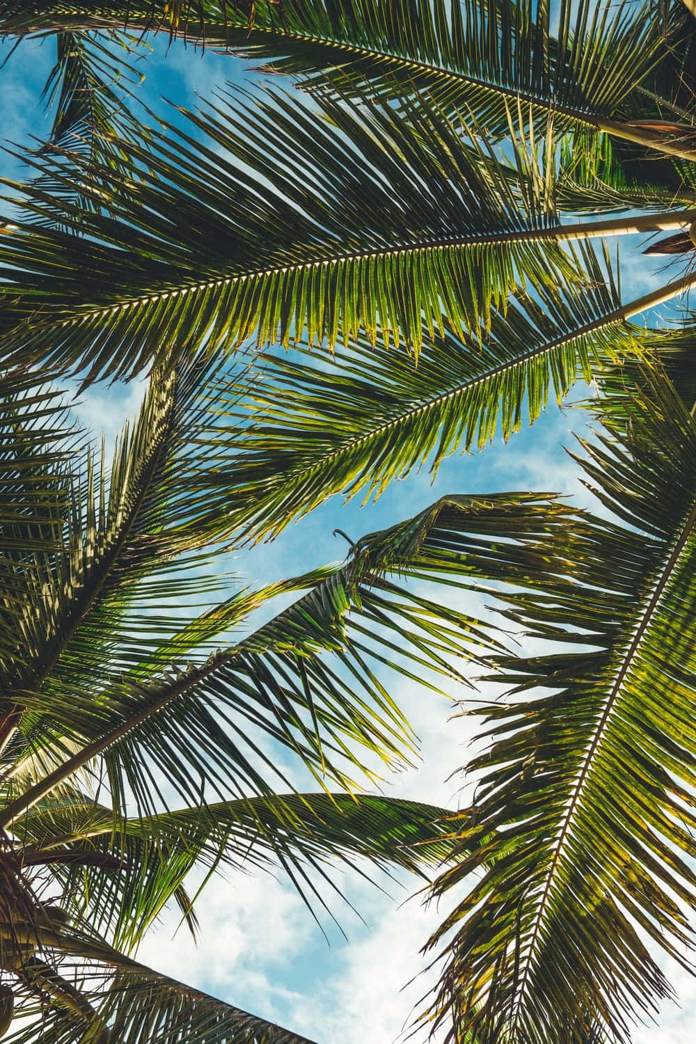 Aesthetic Palm Tree On A Serene Beach Background