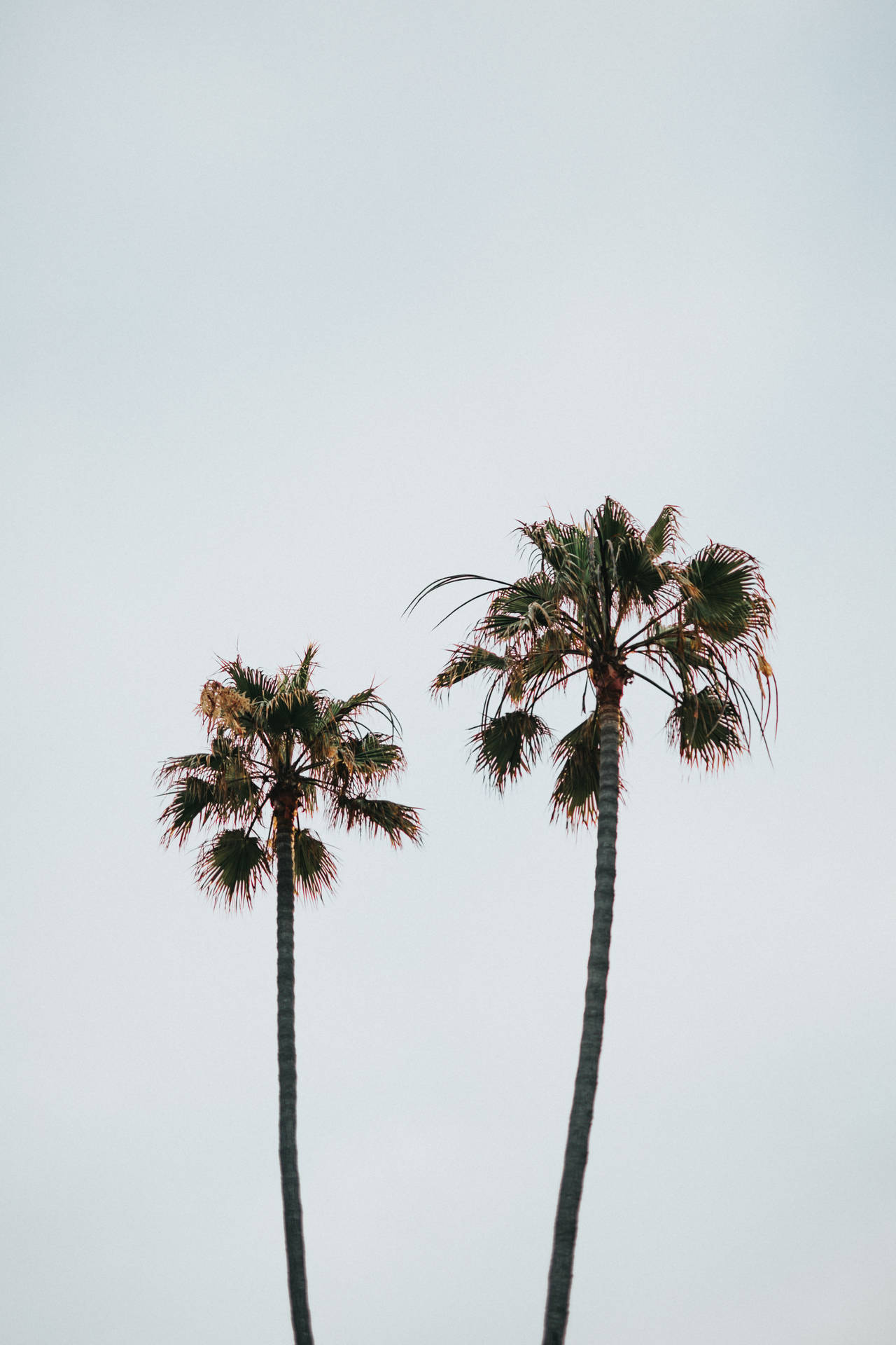 Aesthetic Palm Tree White Background Background