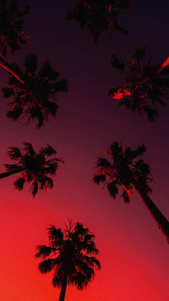 Aesthetic Palm Trees Dark Red Sky Background