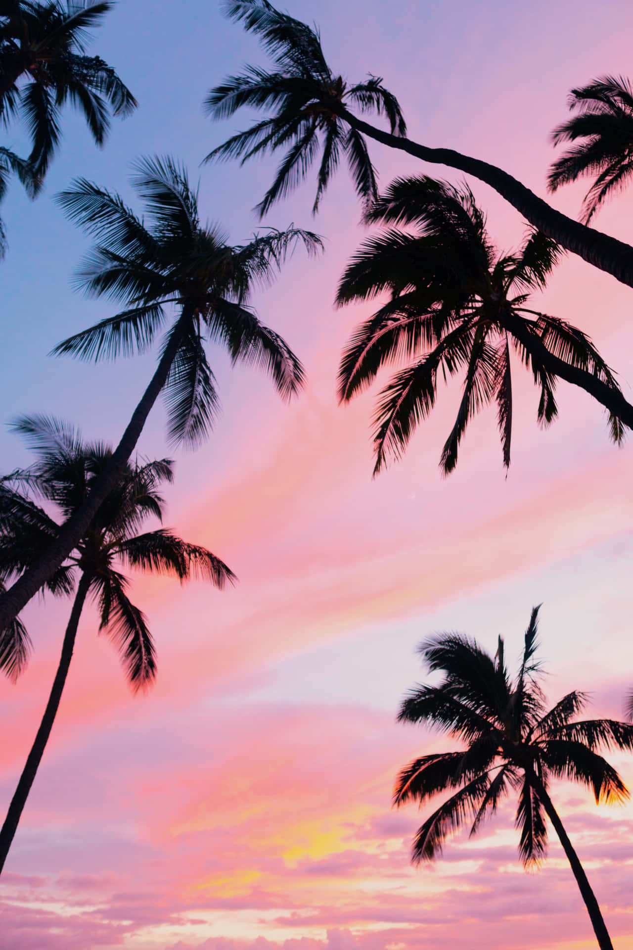 Aesthetic Palm Trees Hawaii Background