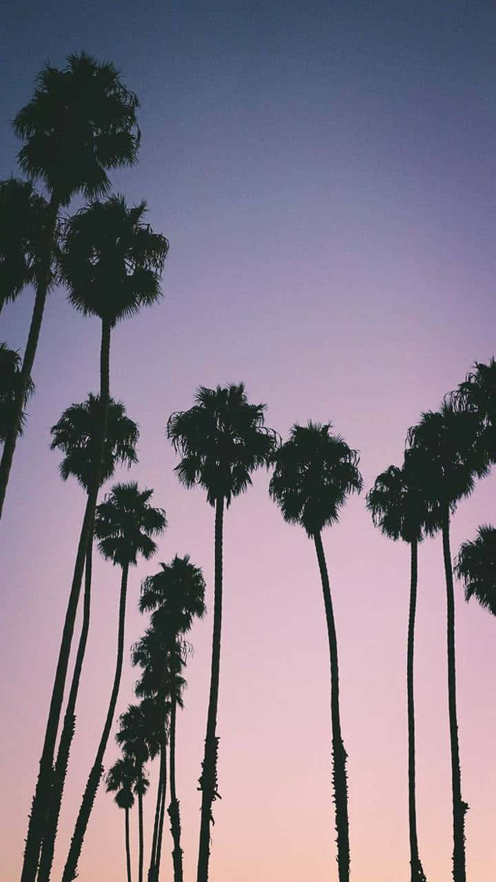 Aesthetic Palm Trees Purple Sky Background