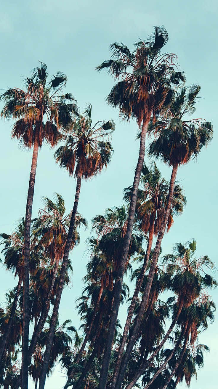 Aesthetic Palm Trees Sky Blue Background