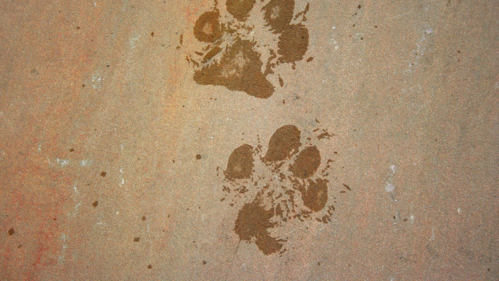 Aesthetic Paw Print Background