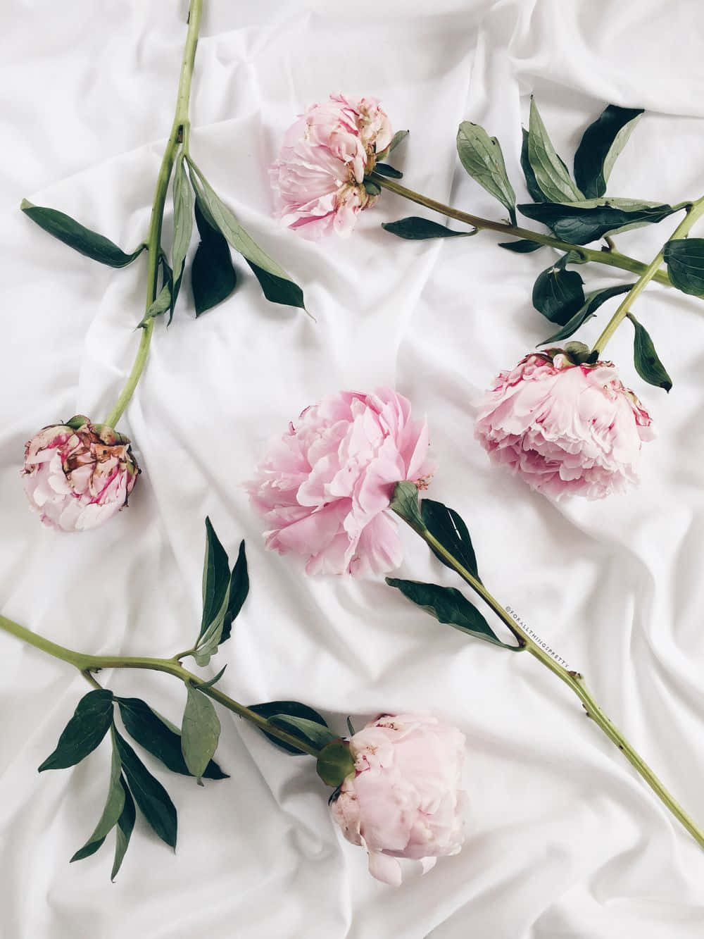 Aesthetic Peony Cosseting Iphone Wallpaper Background