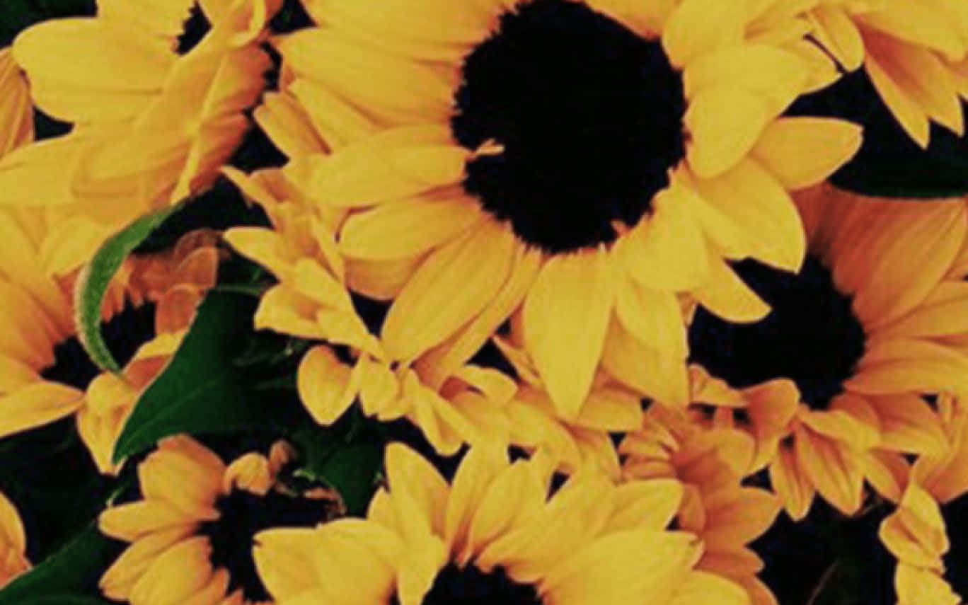 Aesthetic Photo Of A Vibrant Yellow Sunflower Background