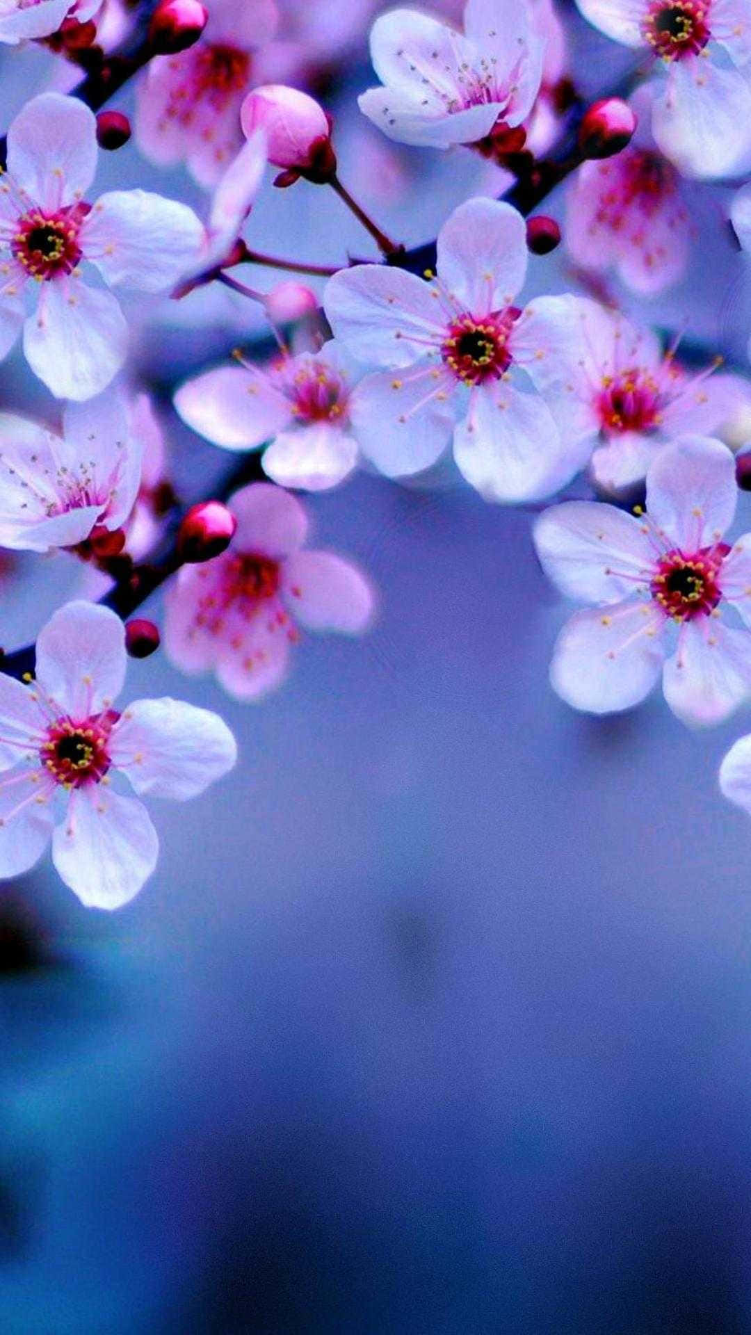 Aesthetic Pink Cherry Blossom In The Sunlight Background