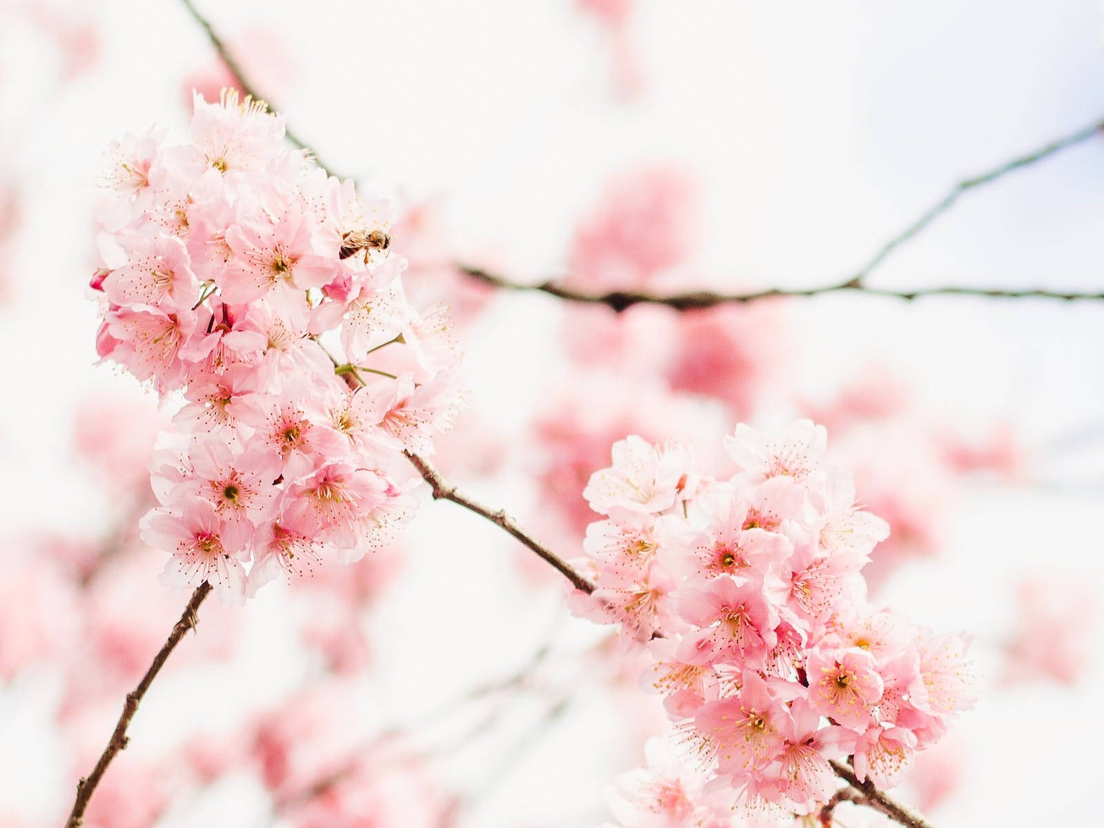 Aesthetic Pink Desktop Cherry Blossoms Background