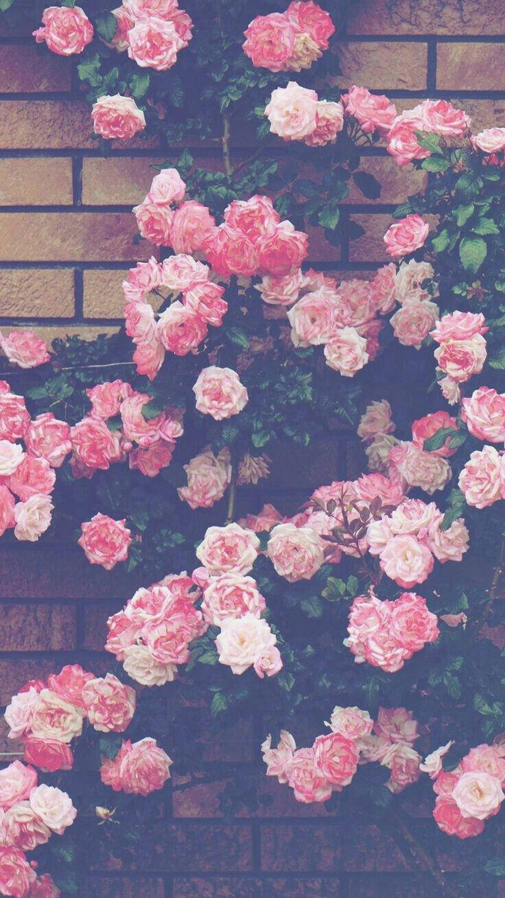 Aesthetic Pink Iphone Roses On Wall Background