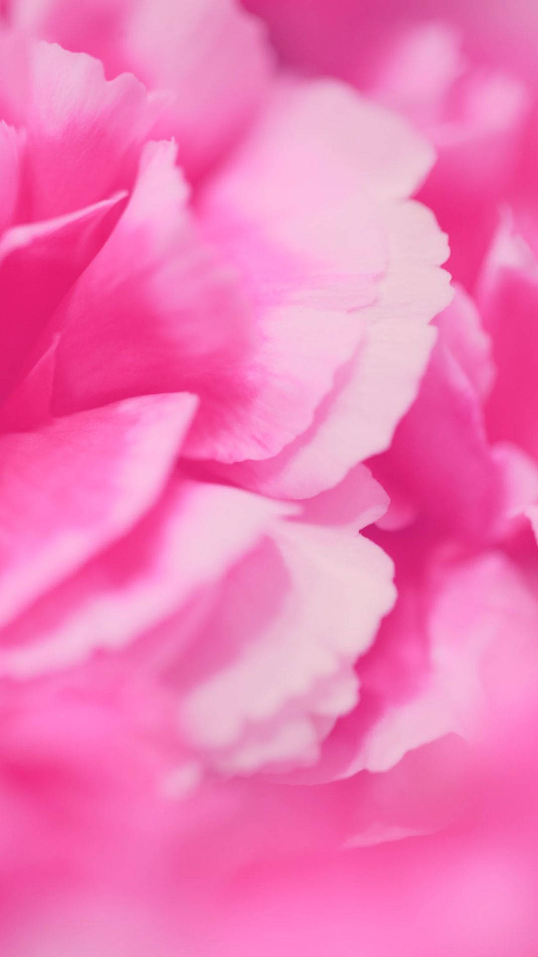 Aesthetic Pink Petals Background