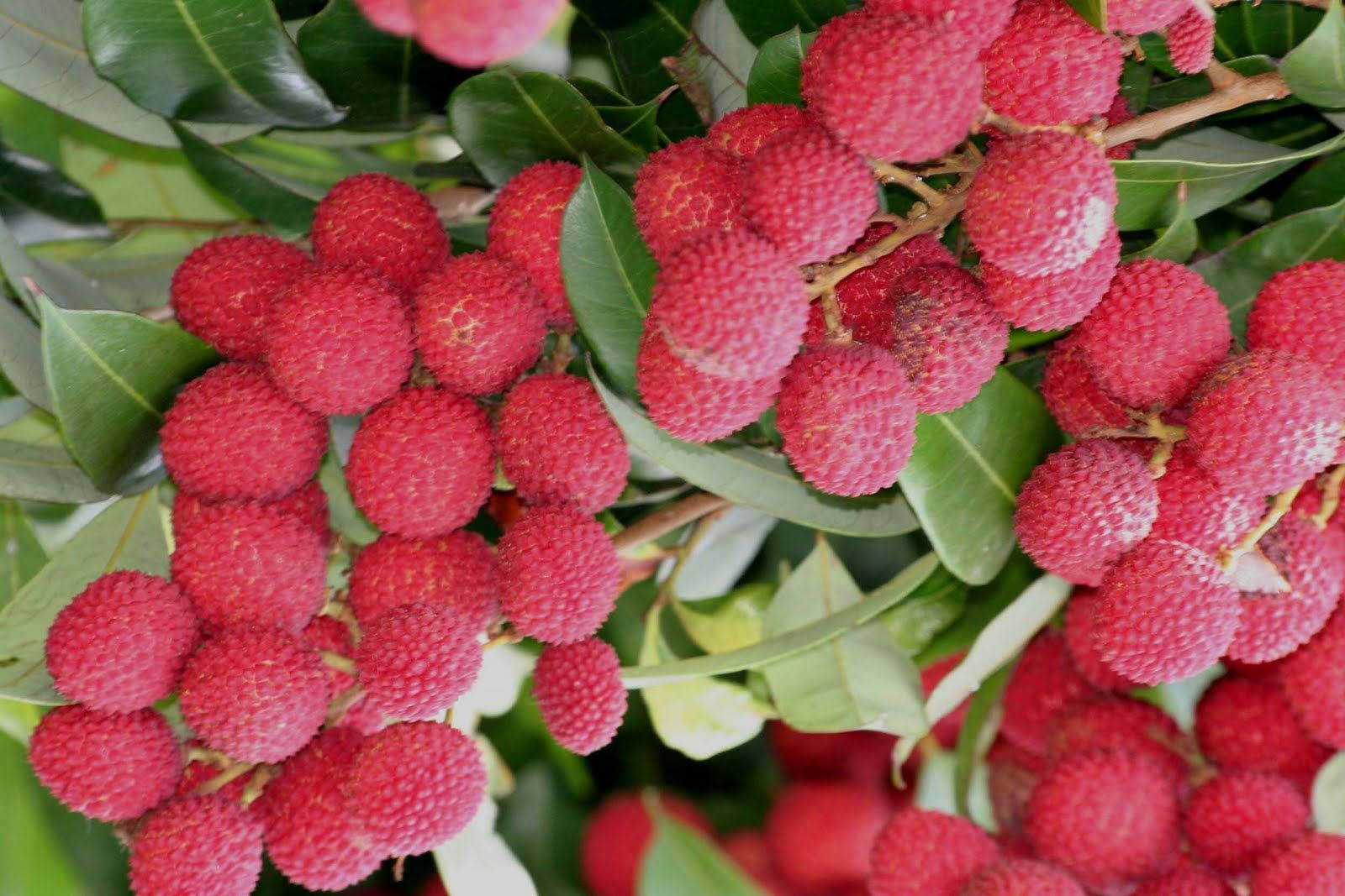 Aesthetic Pink Red Lychee Fruits Background