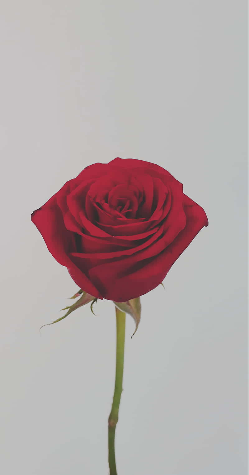Aesthetic Pink Rose Background