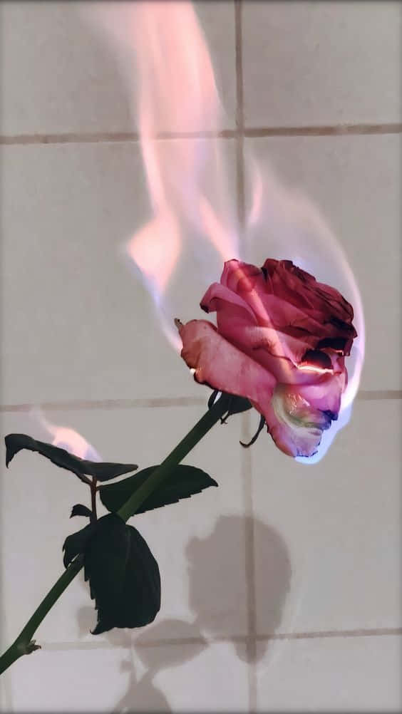 Aesthetic Pink Rose On Fire Background