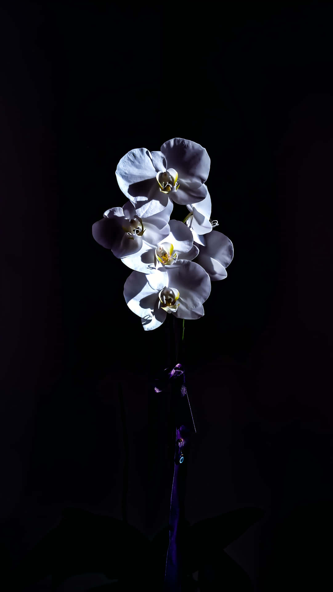 Aesthetic Plain Flower In Dark Background