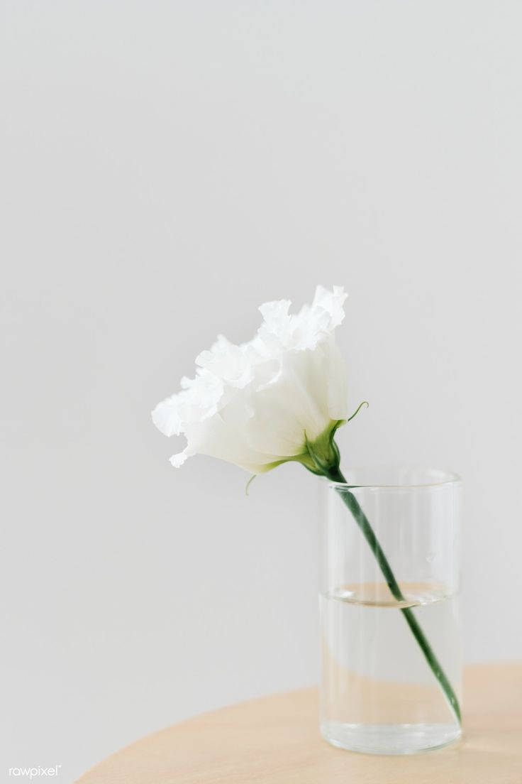 Aesthetic Plain White Flower Glass Background