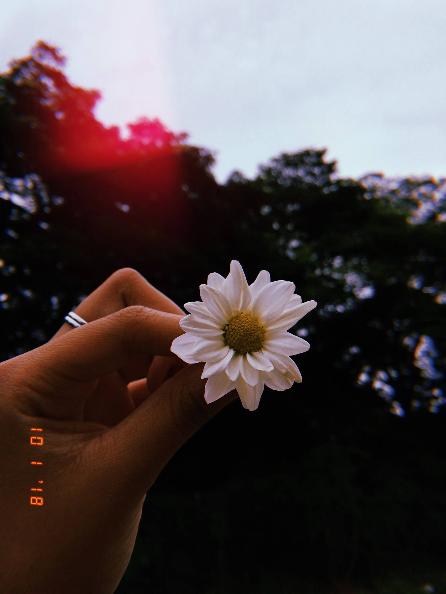 Aesthetic Profile Picture White Flower